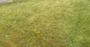 I Tried Monty Don's Natural 3-Hour Method to Clear Moss and Weeds