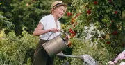 Ideal time to water plants in hot weather - and 'effective' rule
