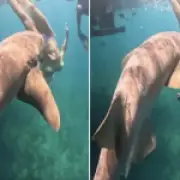 Influencers risk lives for shark selfies as attacks rise
