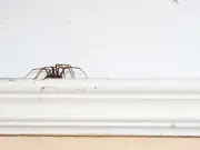 Insect bite NHS visits double as heatwaves hit Britain