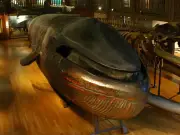 Inside the World's Only Stuffed Blue Whale in Gothenburg