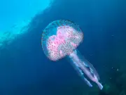 Invasive species invading UK due to climate change