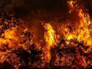 IPCC warns billions of species face extinction from climate disaster