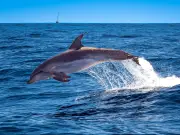Isle of Skye boat trip with dolphin views from £23 'utterly incredible'