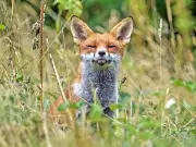 ITV announces 'groundbreaking' new wildlife series for 2027