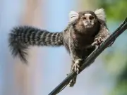 ITV confirms 'revolutionary' documentary series on unexpected wildlife