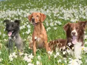 Jack Russell Terrier: Cheap to Care For and Ideal for First-Time Owners