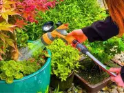 Japanese maples: 10-minute August watering task for autumn colour
