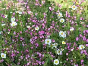 Joe Swift: Plant daisies to combat the August colour gap
