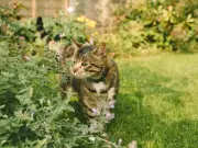 Keep cats out of your garden with simple natural deterrents