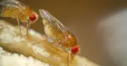 Keep flies and maggots out of bins with 2 spices – not baking soda