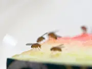 Keep Fruit Flies Away with Lemon and Cloves in Your Fruit Bowl