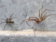 Keep spiders and flies out with one spice on windowsills
