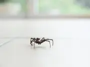 Keep Spiders Away From Your Home by Wiping Doors With One Natural Item