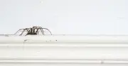 Keep Spiders Out of Your Home With 1 Natural Item Wiped on Doorframes