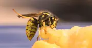 Keep Wasps Away from Food with £3 Herb They Can't Stand