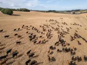 Kent drought turns fields into dusty western landscape