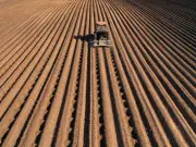 Kent vegetable firm collapses into liquidation after 87 years