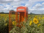 Kenyon Hall Farm sunflower trail opens after 3-year wait
