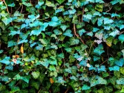 Kill English ivy for good with one simple August task