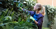 Kill ivy for good with 1 natural item in August – it can't grow back