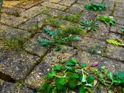 Kill Patio Weeds with Boiling Water from Your Kettle