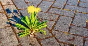 Kill patio weeds with boiling water, no chemicals needed