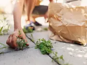 Kill Patio Weeds with Vodka: A Cheap and Unusual Trick