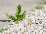 Kill Weeds Permanently with Boiling Water, Not Salt or Vinegar