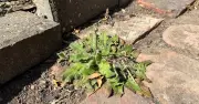 Kitchen Items Banish Patio Weeds in Homemade Hack