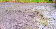 Kitchen staple kills patio moss in 5 minutes without scrubbing