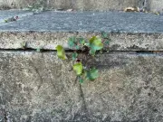 Kitchen staples banish patio weeds in natural DIY solution