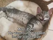 Kitten Trapped in Drainpipe Rescued After Six Hours Now Seeking UK Home