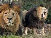 Knowsley Safari Park announces death of 'much-loved' lion Sam