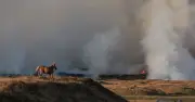 Labour eco policies blamed for record 1,017 wildfires in England and Wales