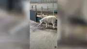 Lamb and Baby Seagull Become Inseparable at Northumberland Farm
