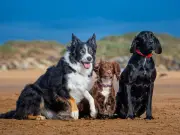 Lancashire Heeler Named Dog Breed With Longest Life Expectancy