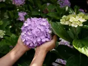 Lavender and hydrangeas will bloom 'strong' next year after easy August gardening task