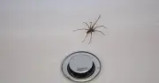 Lavender oil on doors keeps spiders away, cleaning expert says