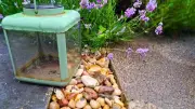 Lavender thrives in August with one simple soil addition