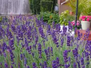 Lavender thrives longer by avoiding 'biggest mistake'