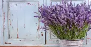 Lavender's second bloom: one simple task before August ends