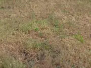 Lawn expert: brown grass can recover in 10-14 days after rain