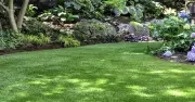 Lawn expert reveals the one job to do right now