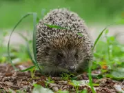 Leave hedgehogs 2 foods this summer to keep them in your garden