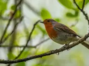 Leave Water Out for Robins and Blackbirds This August, Experts Urge