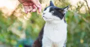 Legal rights if neighbour feeds your cat: what to do