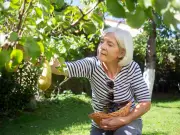 Legal rights when neighbour picks fruit from your garden tree