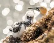 Letter: Let local communities steward their own wildlife