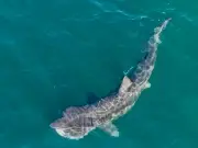 Lifeguard punches 12ft shark to save beachgoers